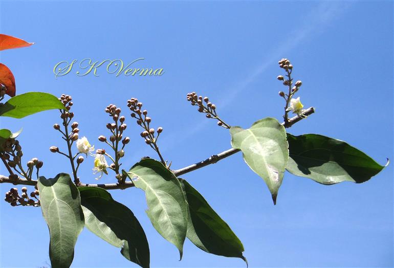  Inflorescences (Axillary Racemes)